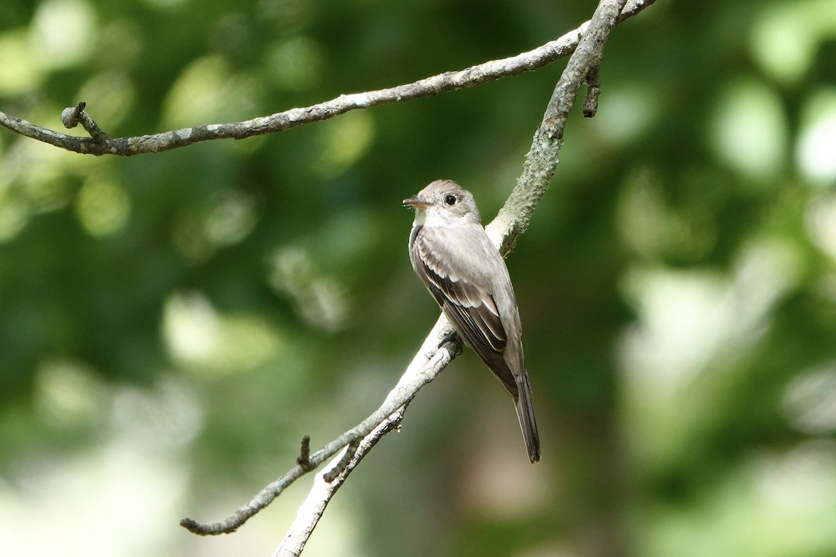 Eastern Wood-Pewee - ML621108973