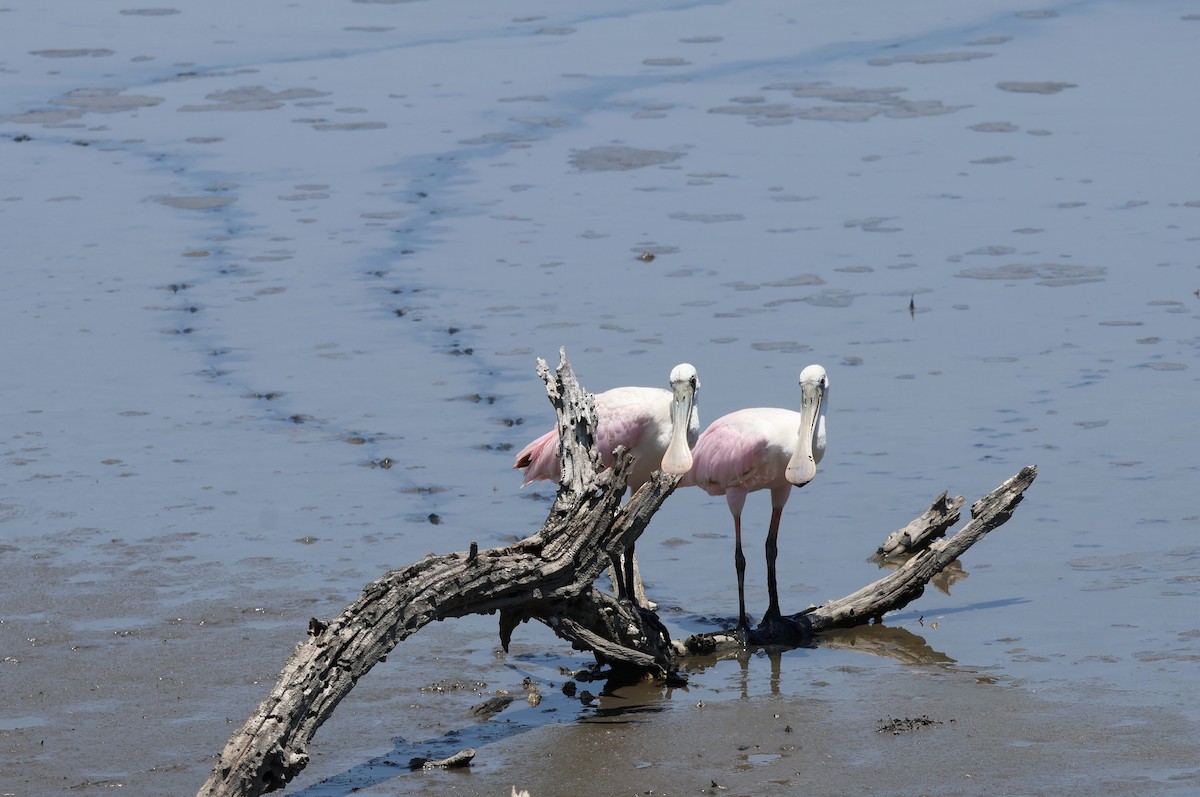 Roseate Spoonbill - Tricia Vesely