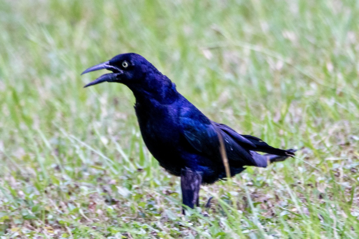 Great-tailed Grackle - ML621109040