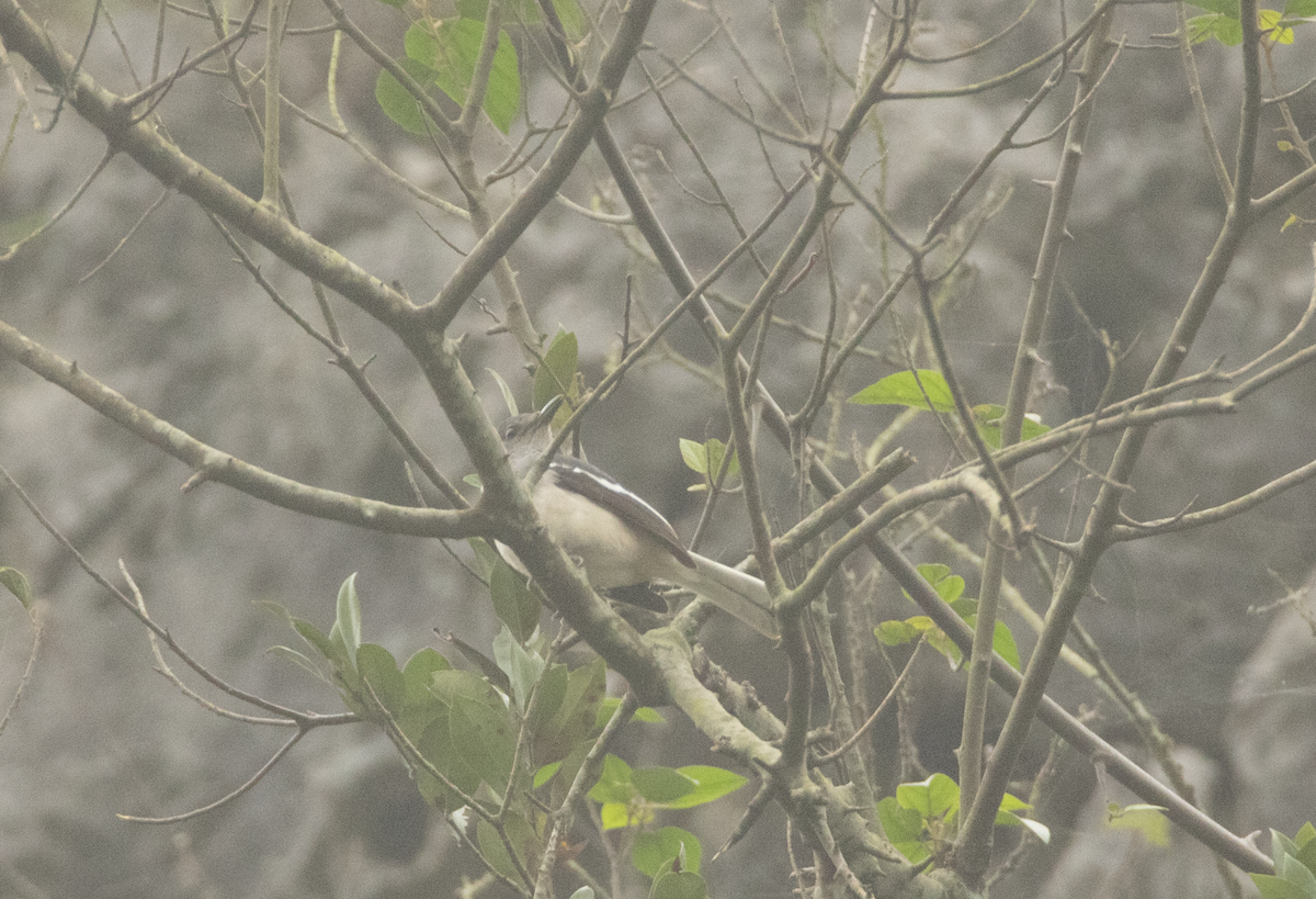 Oriental Magpie-Robin - ML621109047