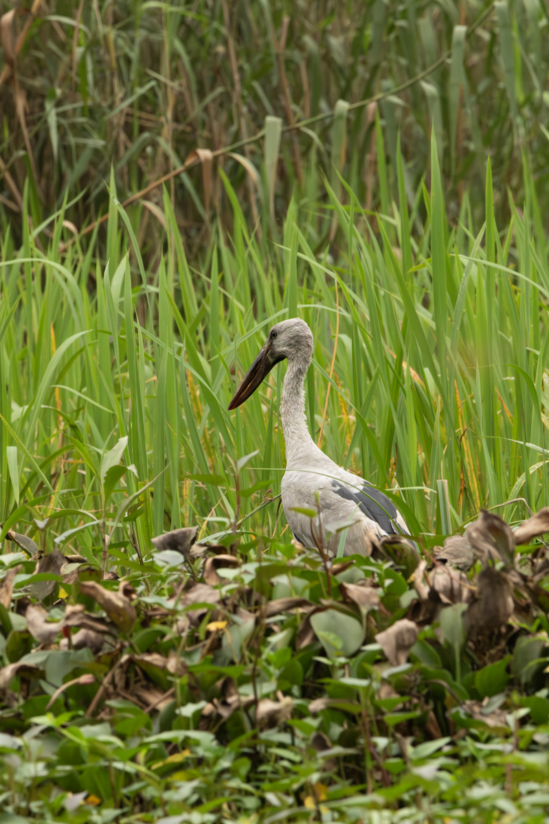 Asian Openbill - ML621109048