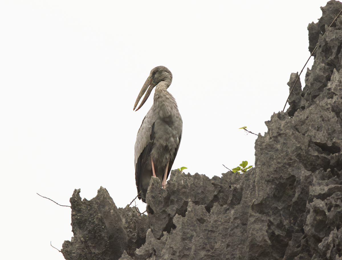 Asian Openbill - ML621109049