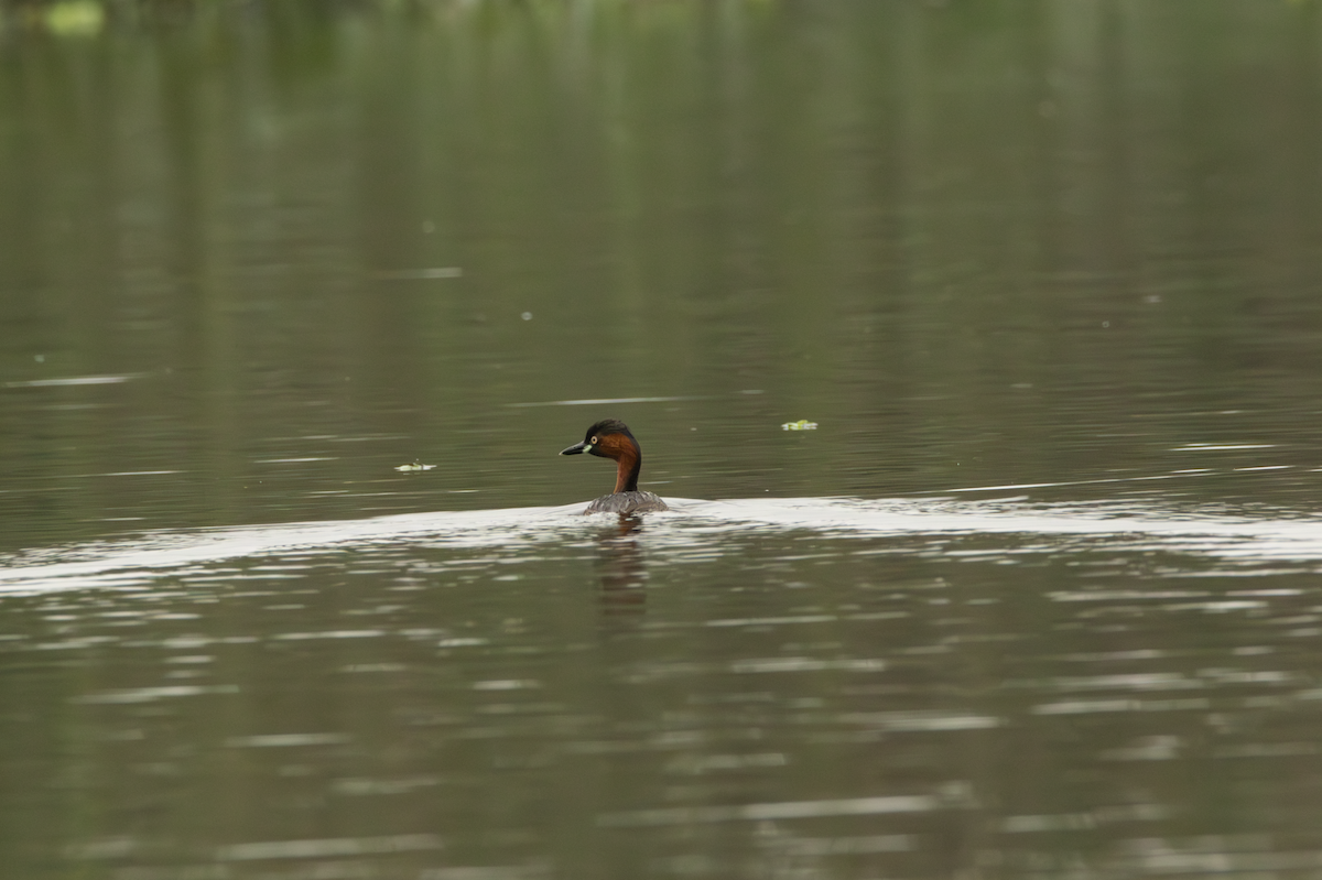 Little Grebe - ML621109050