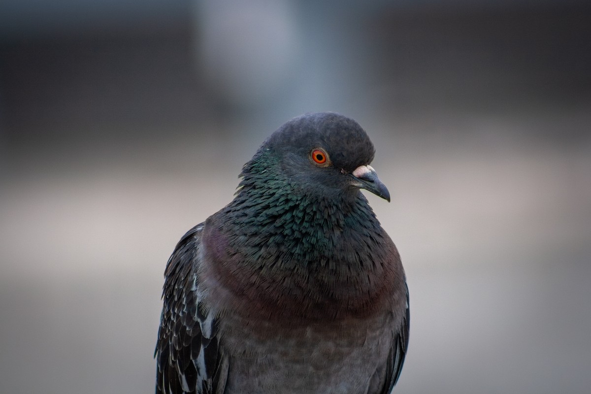Rock Pigeon (Feral Pigeon) - ML621109083