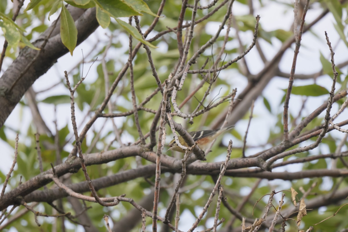 Bay-breasted Warbler - ML621109139