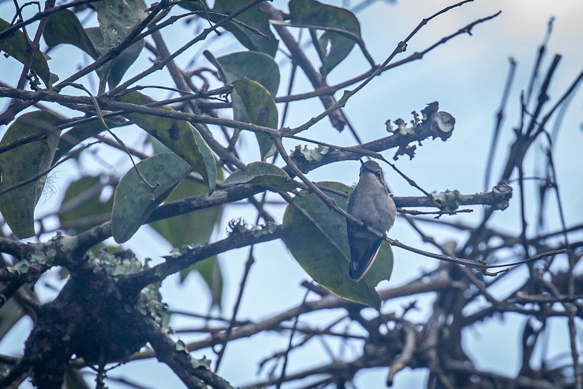 kolibřík venezuelský - ML621109187