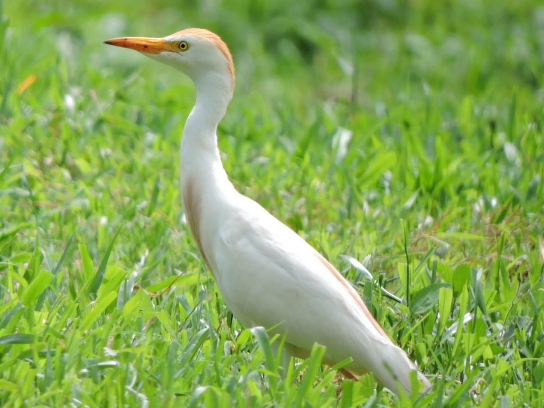Чапля єгипетська (підвид ibis) - ML621109189