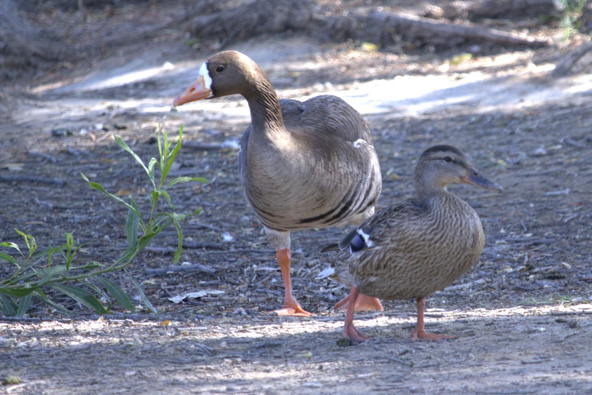 Greater White-fronted Goose - ML621109190