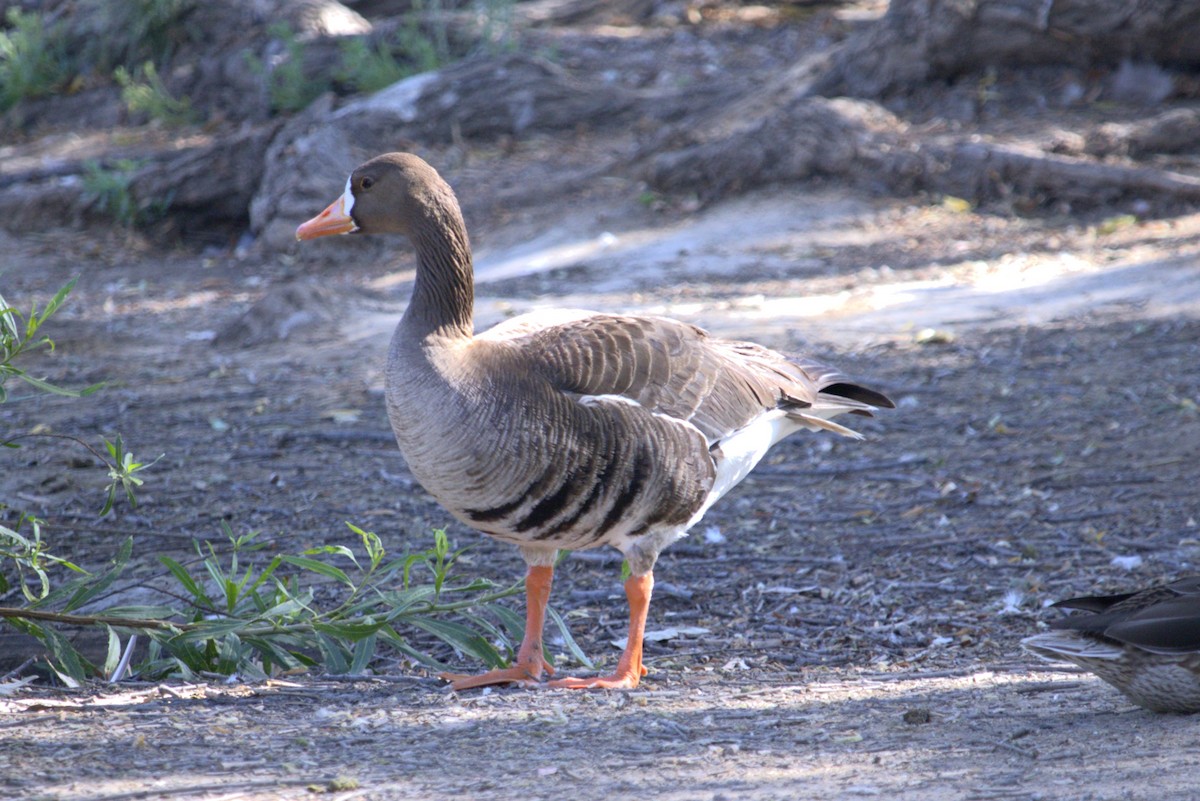 Greater White-fronted Goose - ML621109191