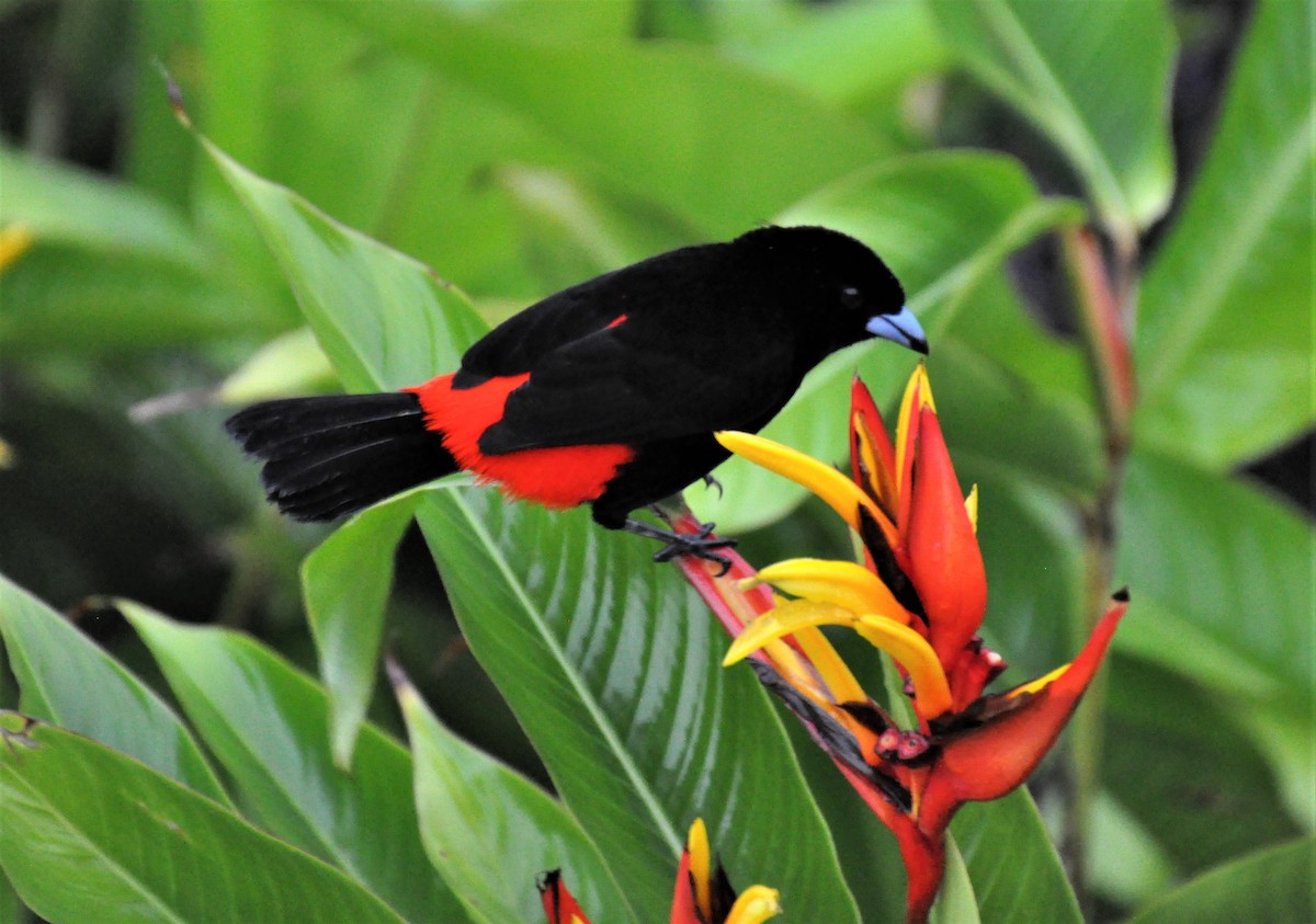 Scarlet-rumped Tanager (Cherrie's) - ML621109241