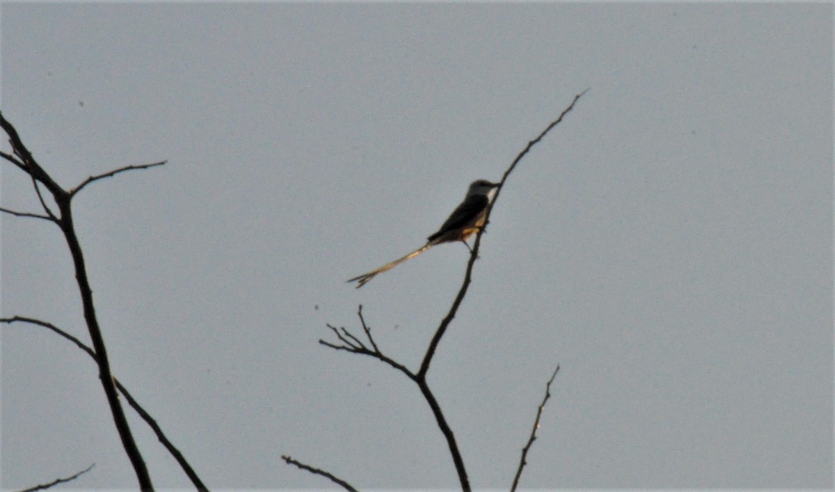 Scissor-tailed Flycatcher - ML621109267