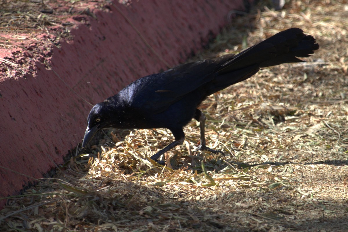 Great-tailed Grackle - ML621109289
