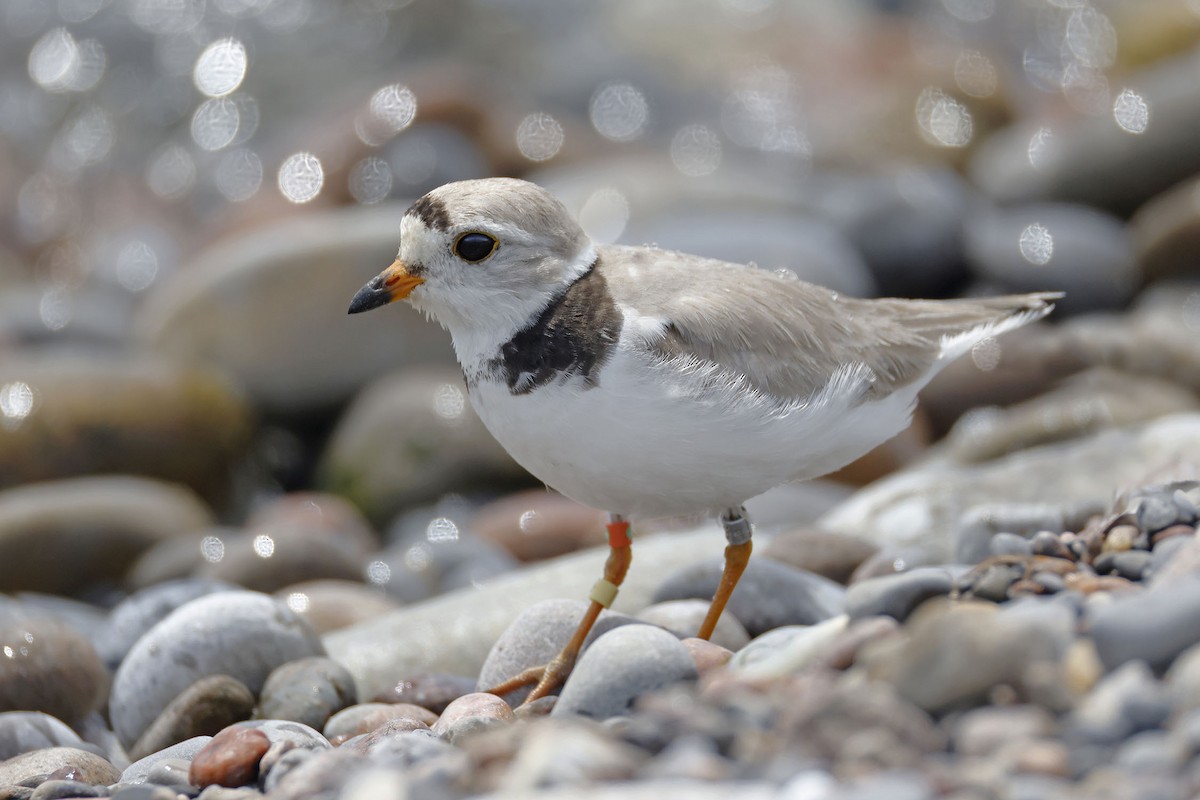 Piping Plover - ML621109296