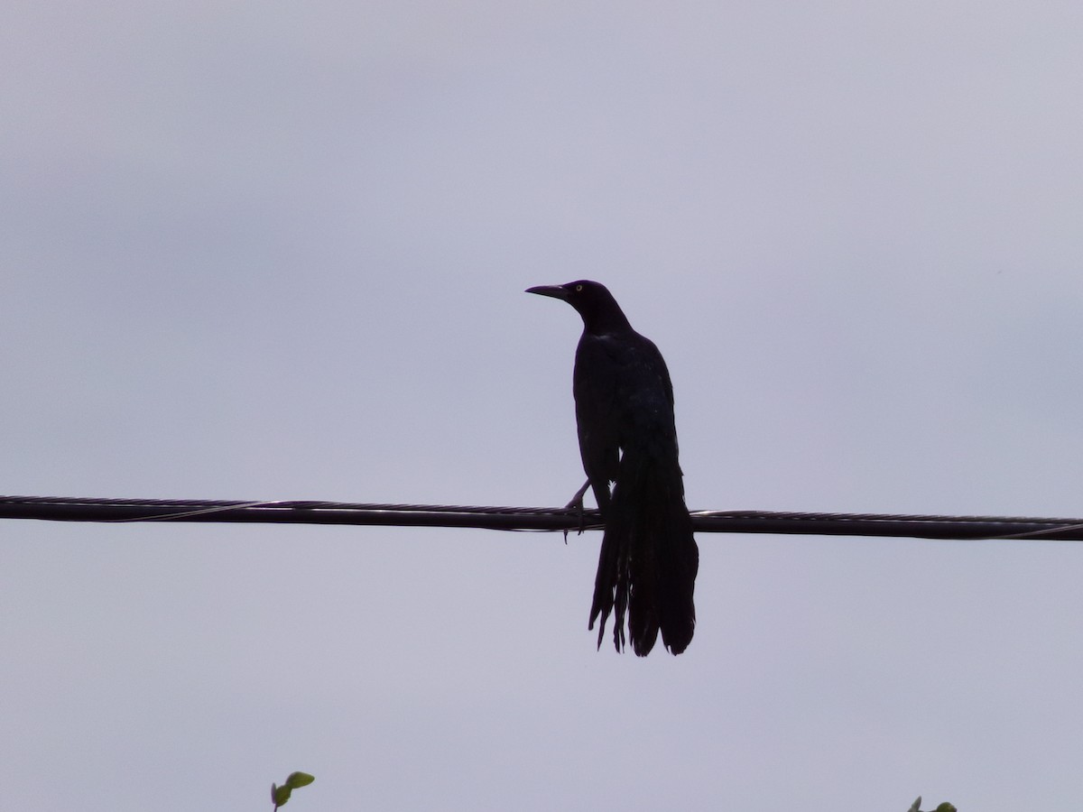 Great-tailed Grackle - ML621109316
