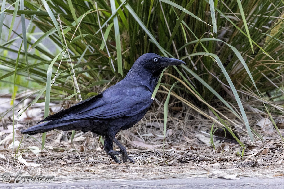 Australian Raven - ML621109320