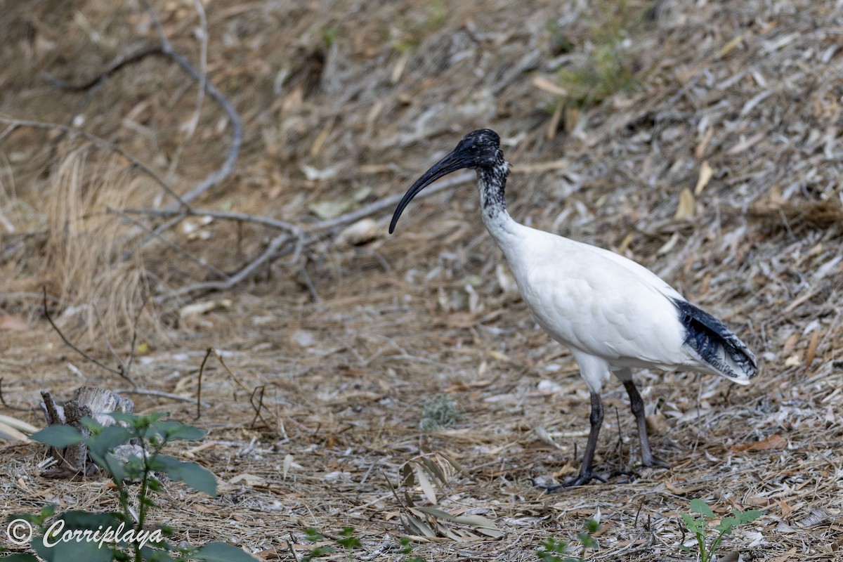 ibis australský - ML621109324