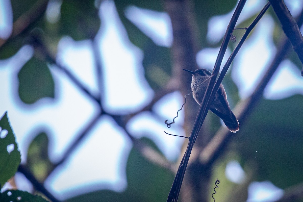 Speckled Hummingbird - ML621109342