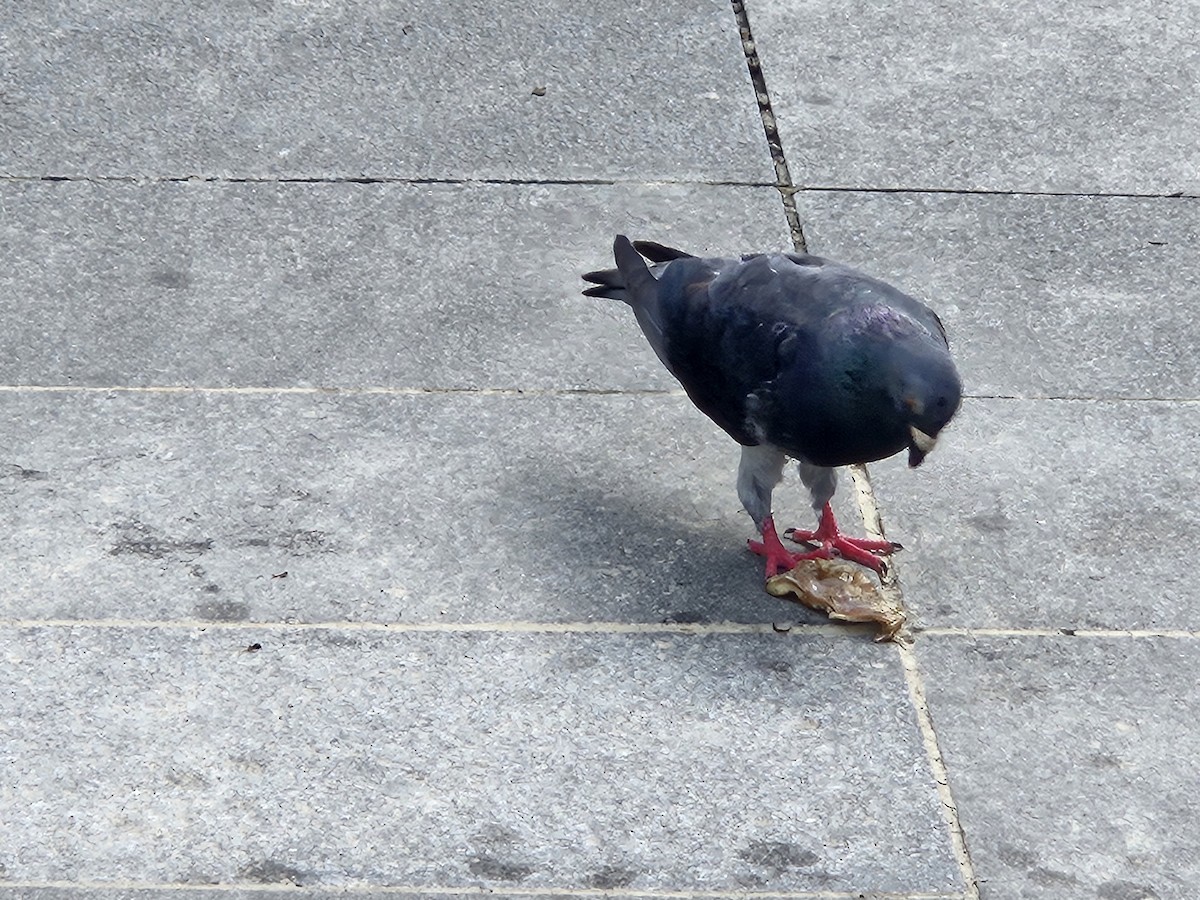 Rock Pigeon (Feral Pigeon) - ML621109349