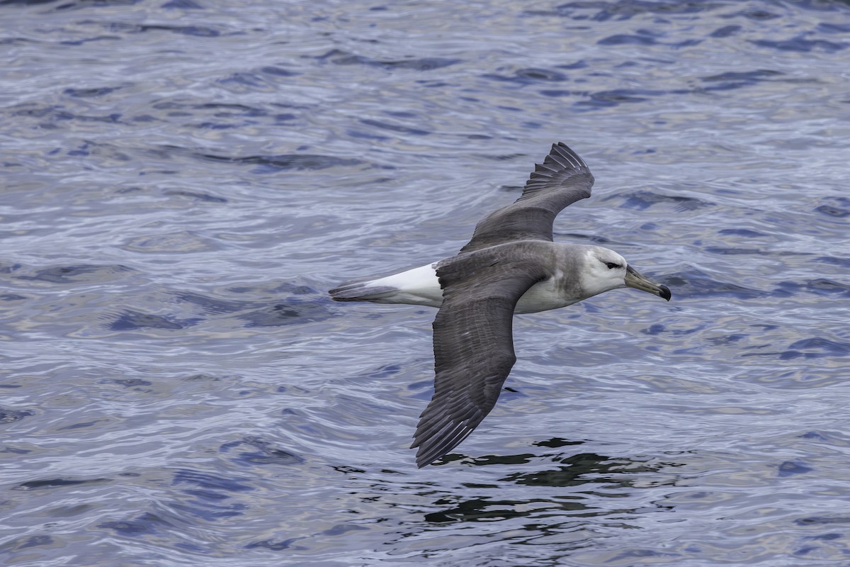 Black-browed Albatross - ML621109366