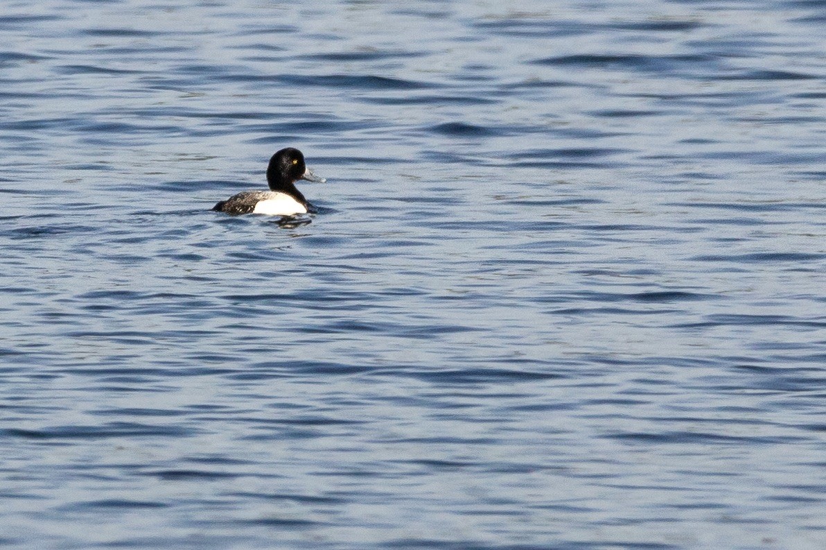 Greater Scaup - ML621109394
