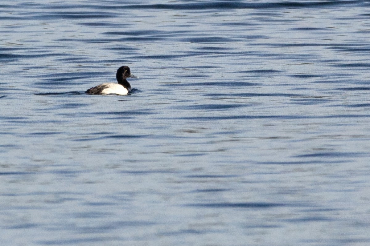 Greater Scaup - ML621109395