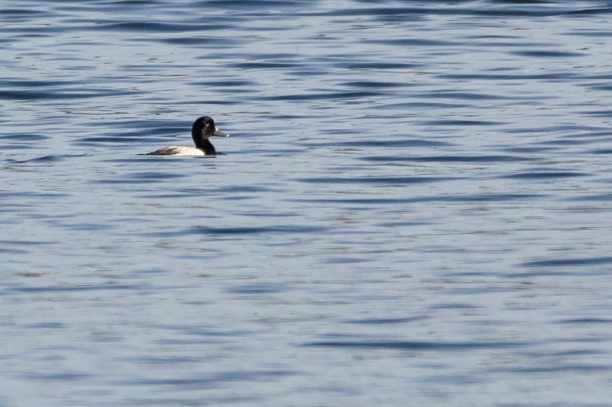 Greater Scaup - ML621109396