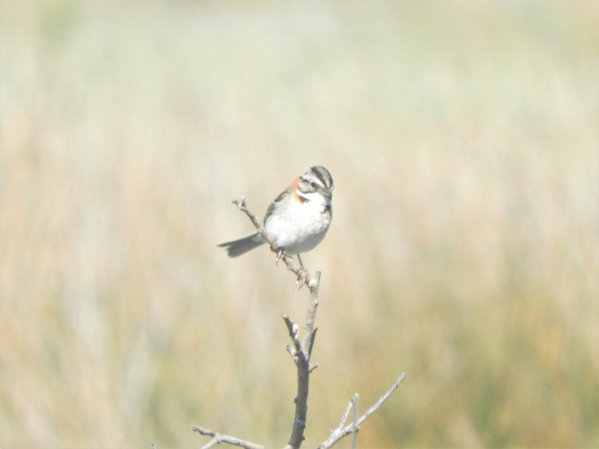 Rufous-collared Sparrow - ML621109402
