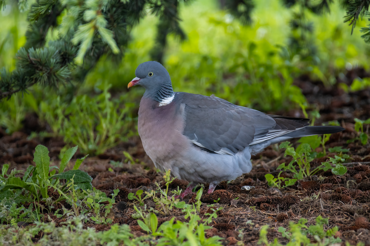 Common Wood-Pigeon - ML621109419