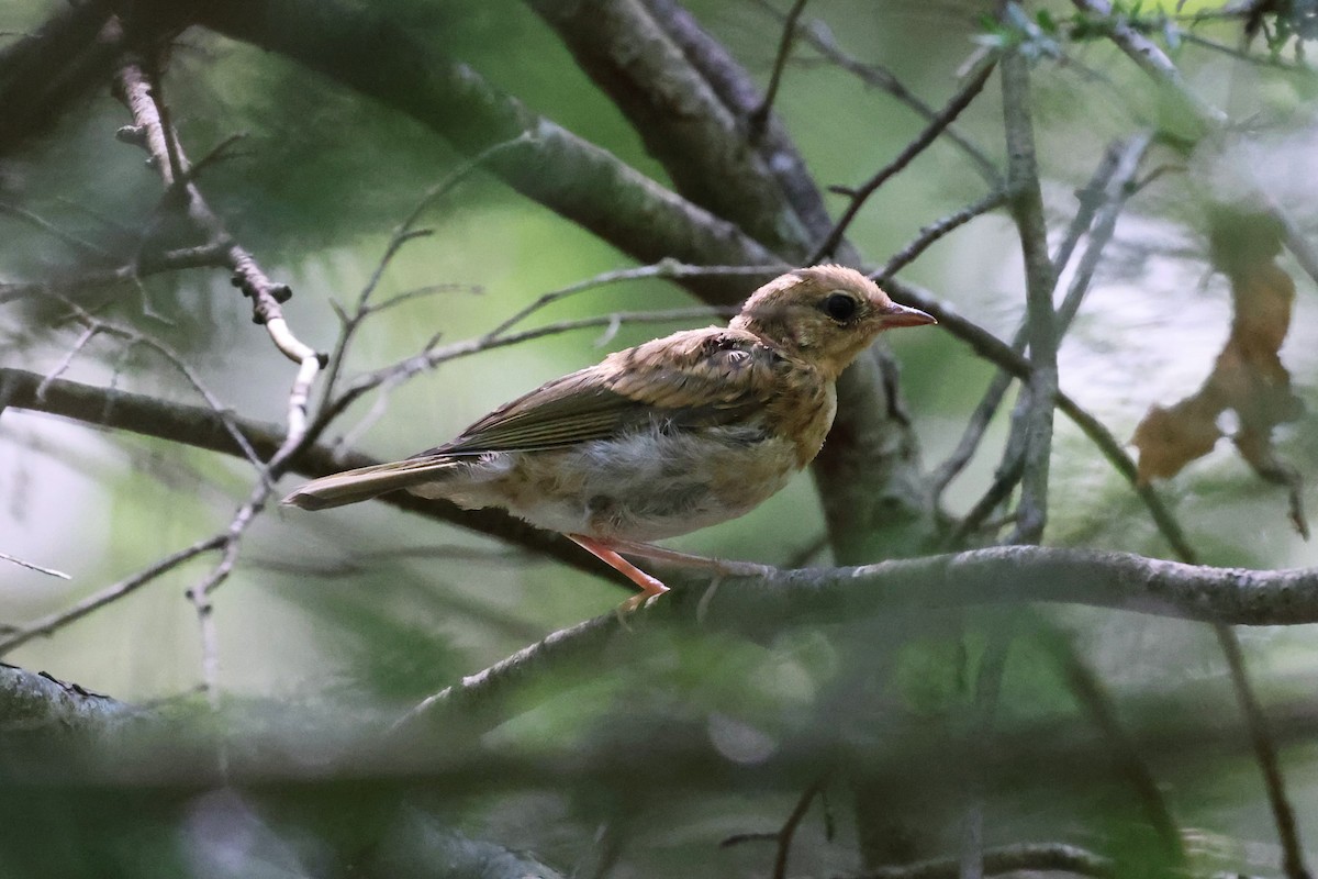 Ovenbird - ML621109420