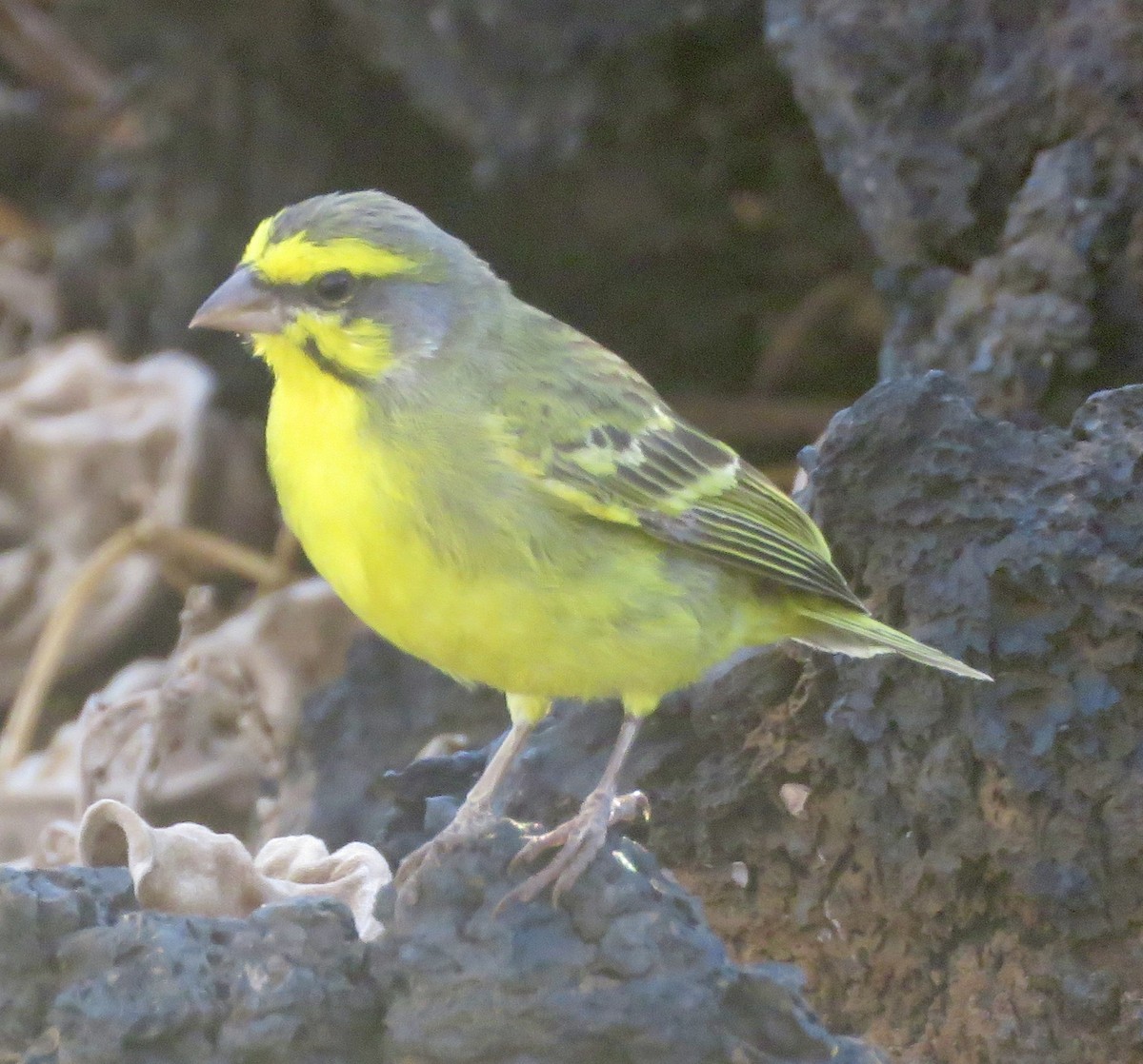 Yellow-fronted Canary - ML621109445