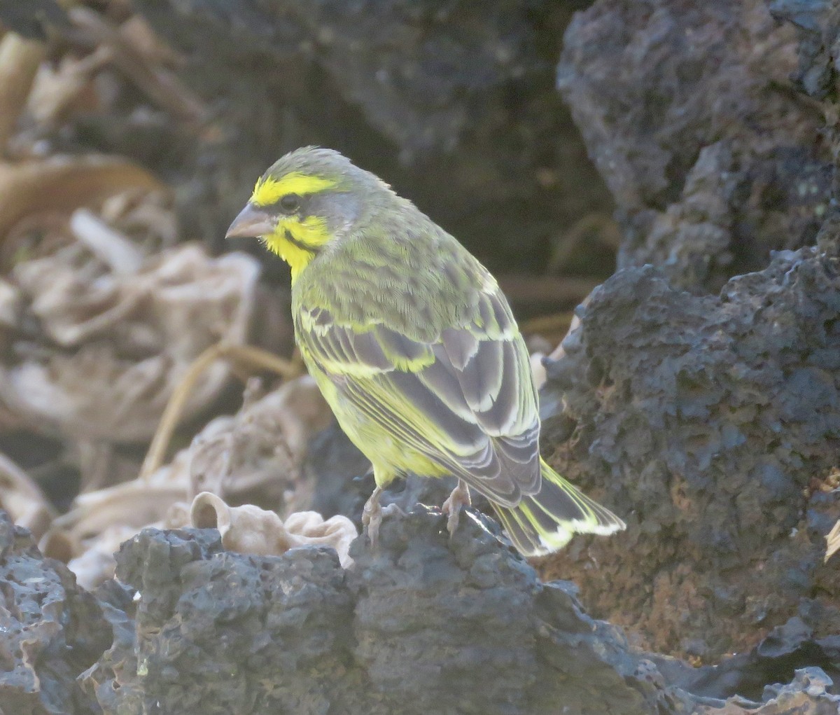 Yellow-fronted Canary - ML621109446