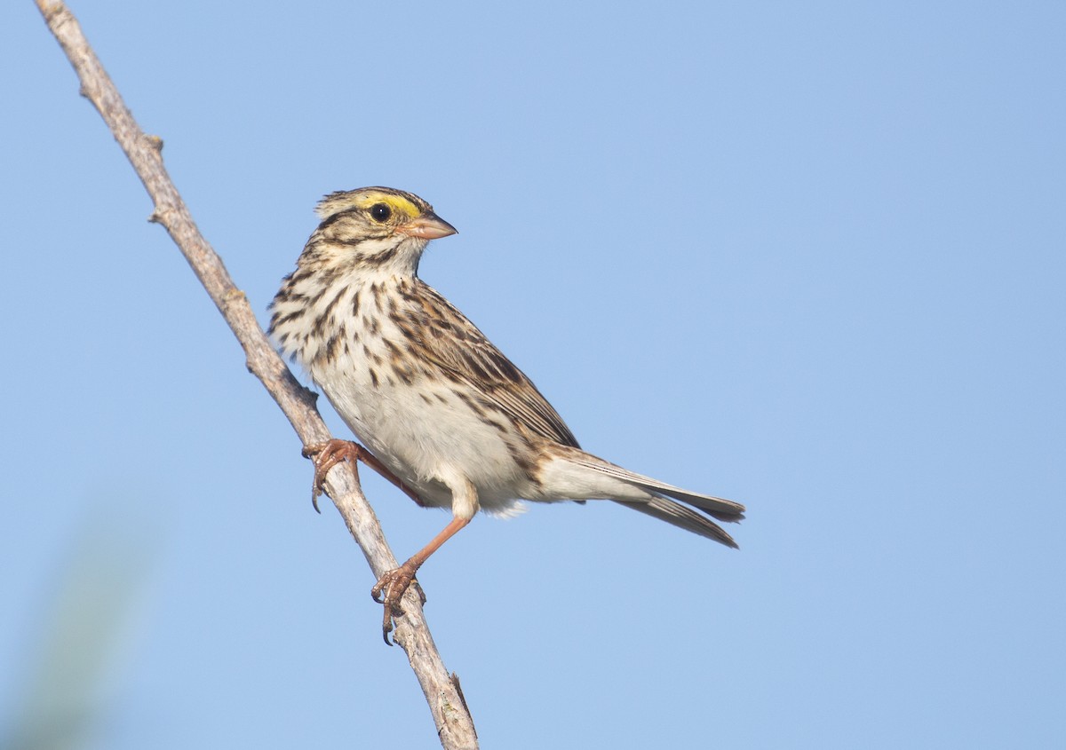 Savannah Sparrow - ML621109493