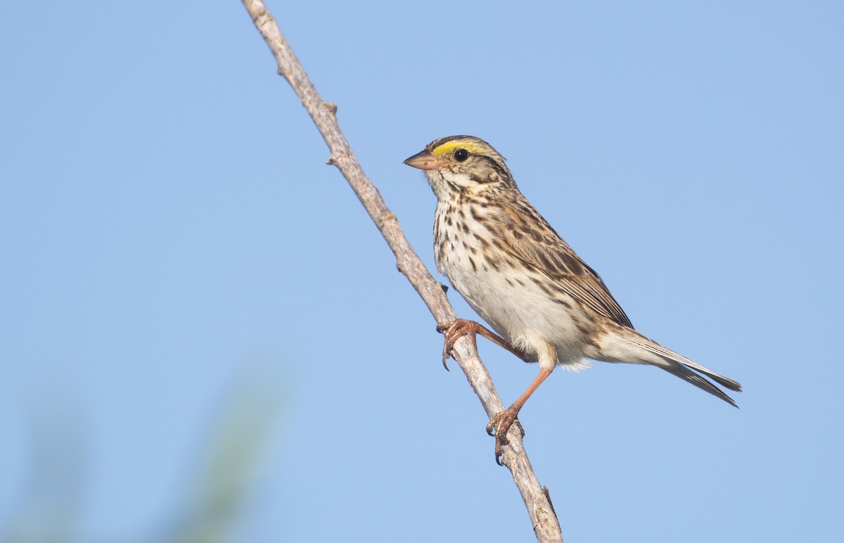Savannah Sparrow - ML621109494