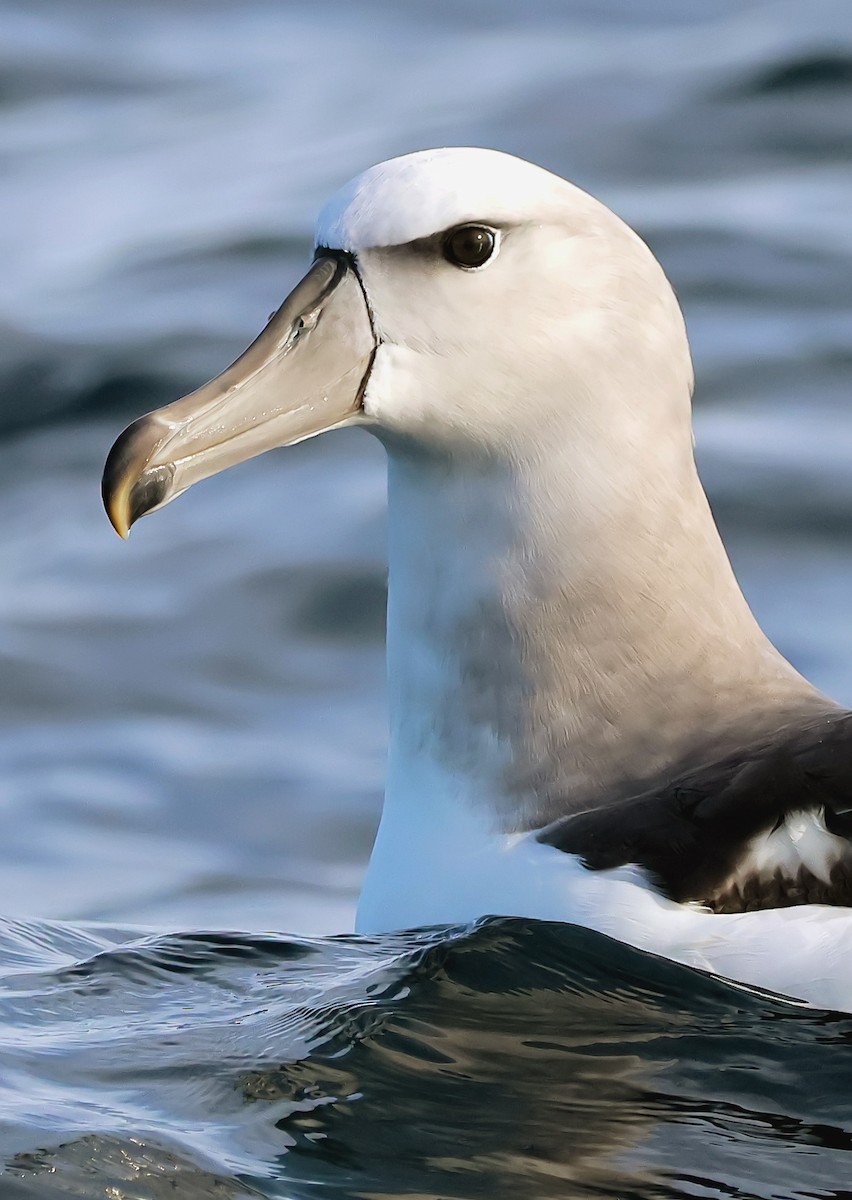White-capped Albatross - ML621109500