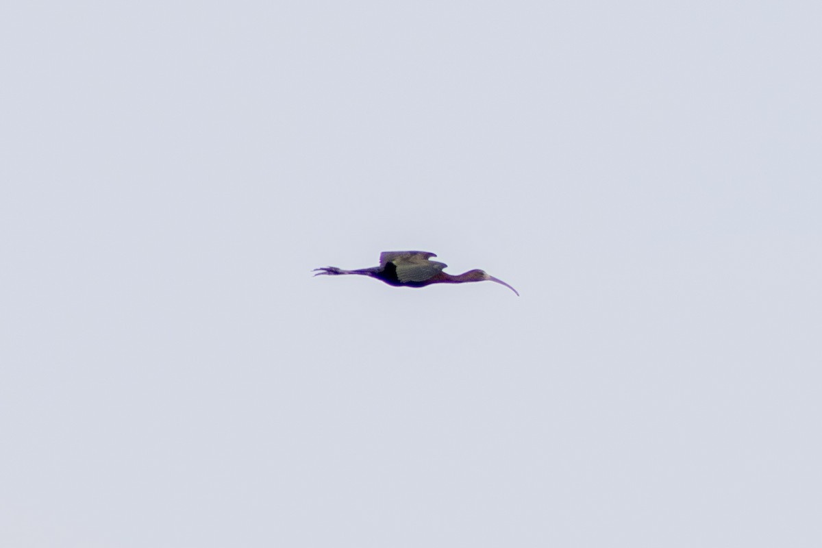 ibis hnědý - ML621109593