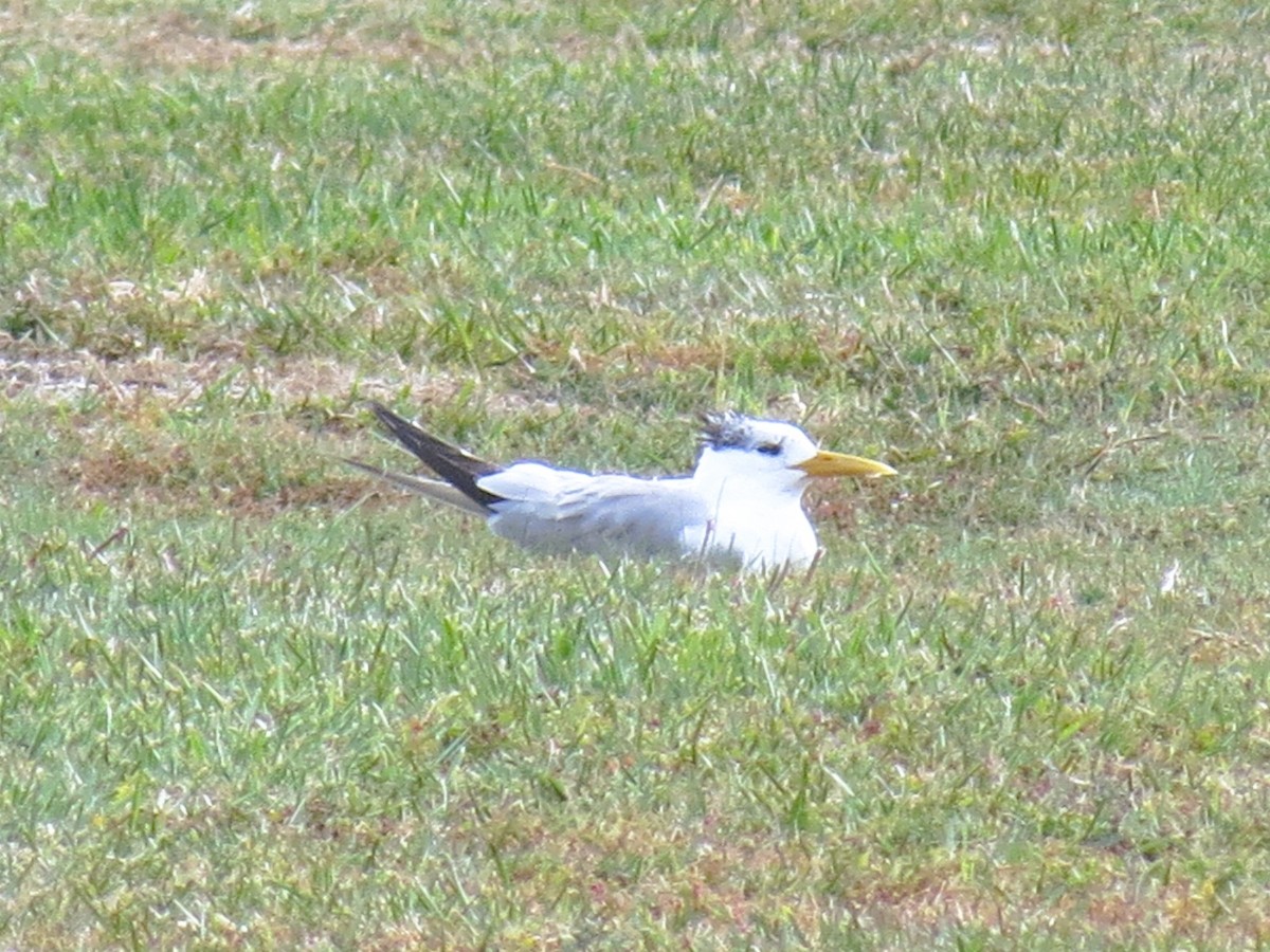 Great Crested Tern - ML621109652
