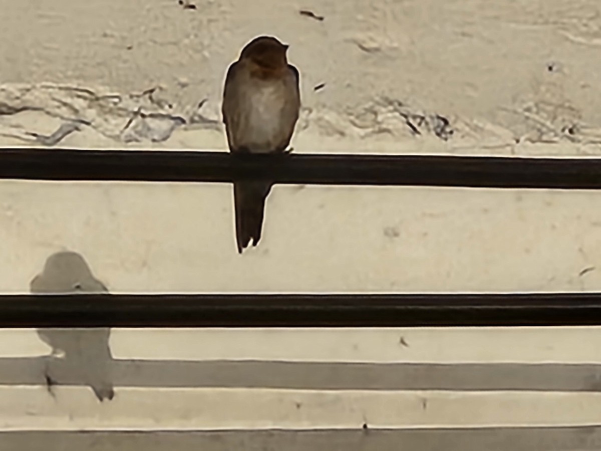 Pacific Swallow - ML621109658