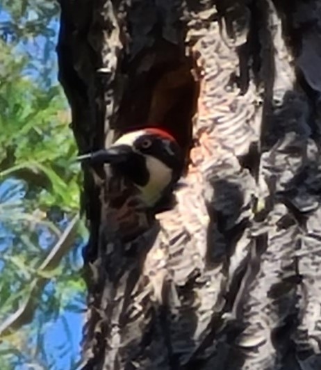 Acorn Woodpecker - ML621109661