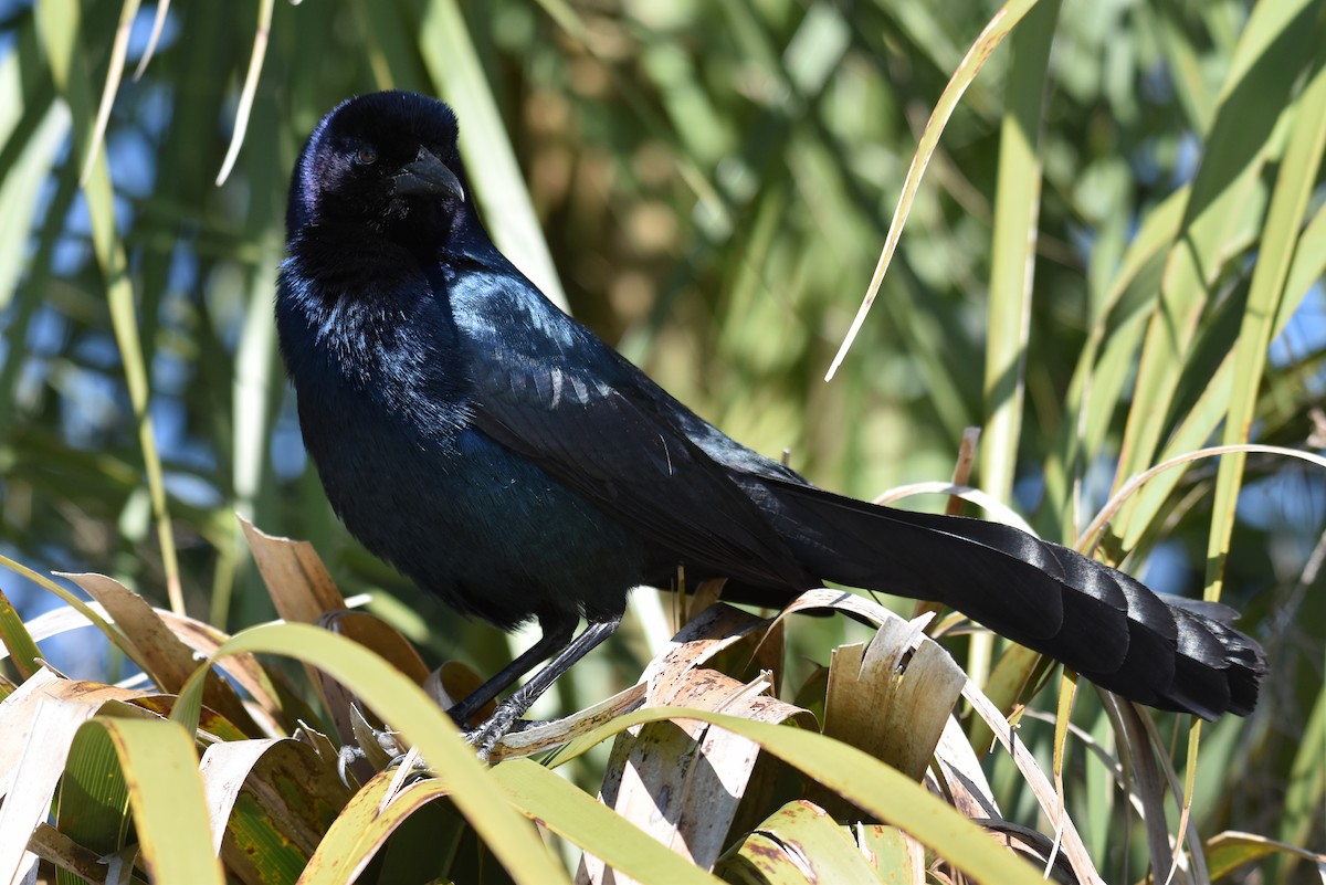 Boat-tailed Grackle - ML621109675