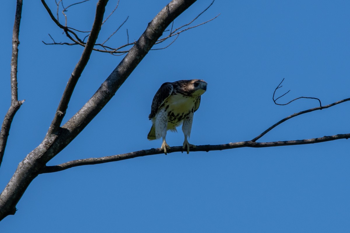 Red-tailed Hawk - ML621109676