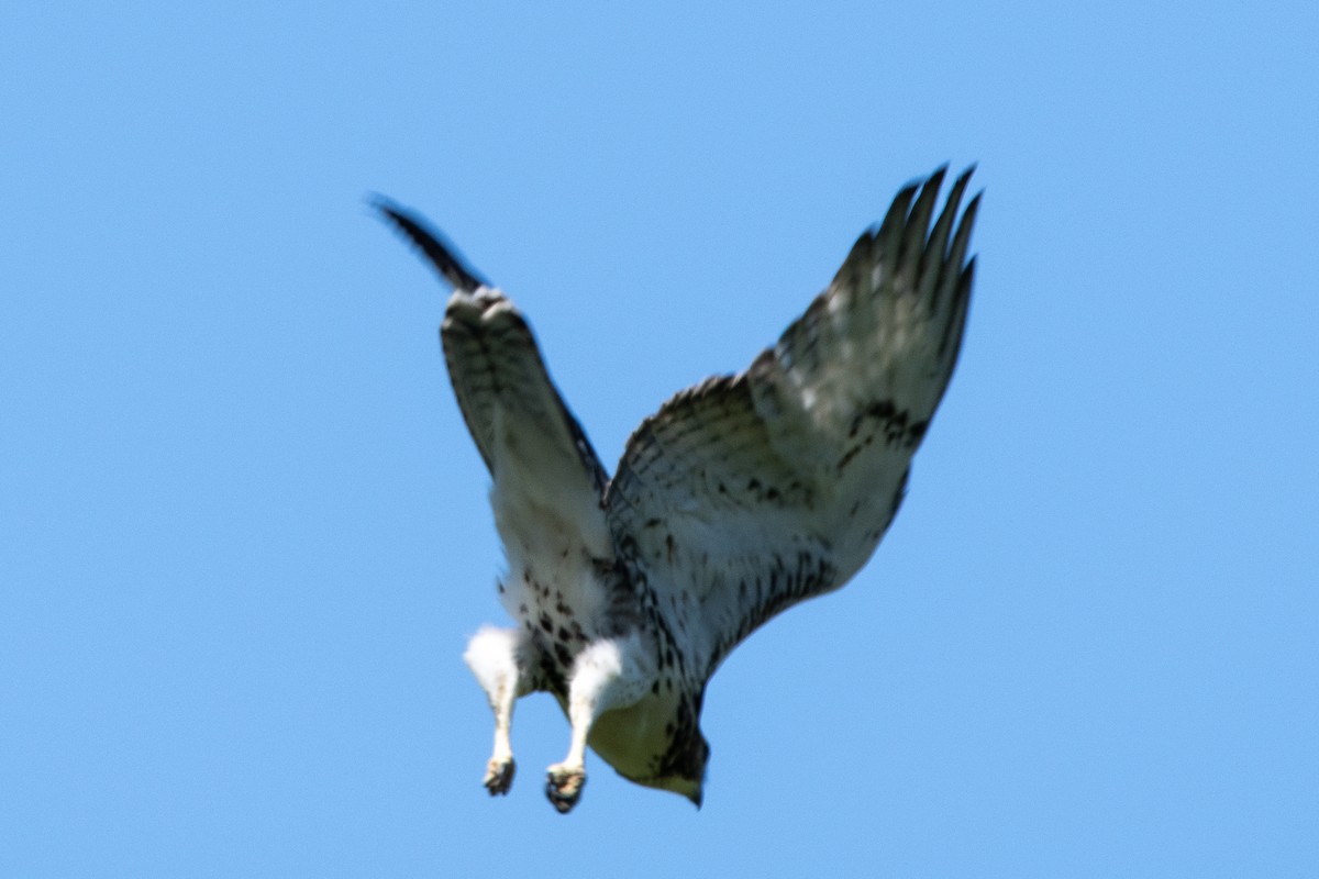 Red-tailed Hawk - ML621109677