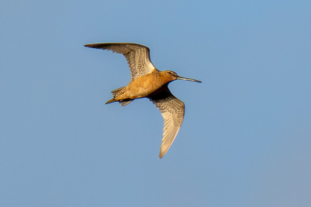 Long-billed Dowitcher - ML621109681