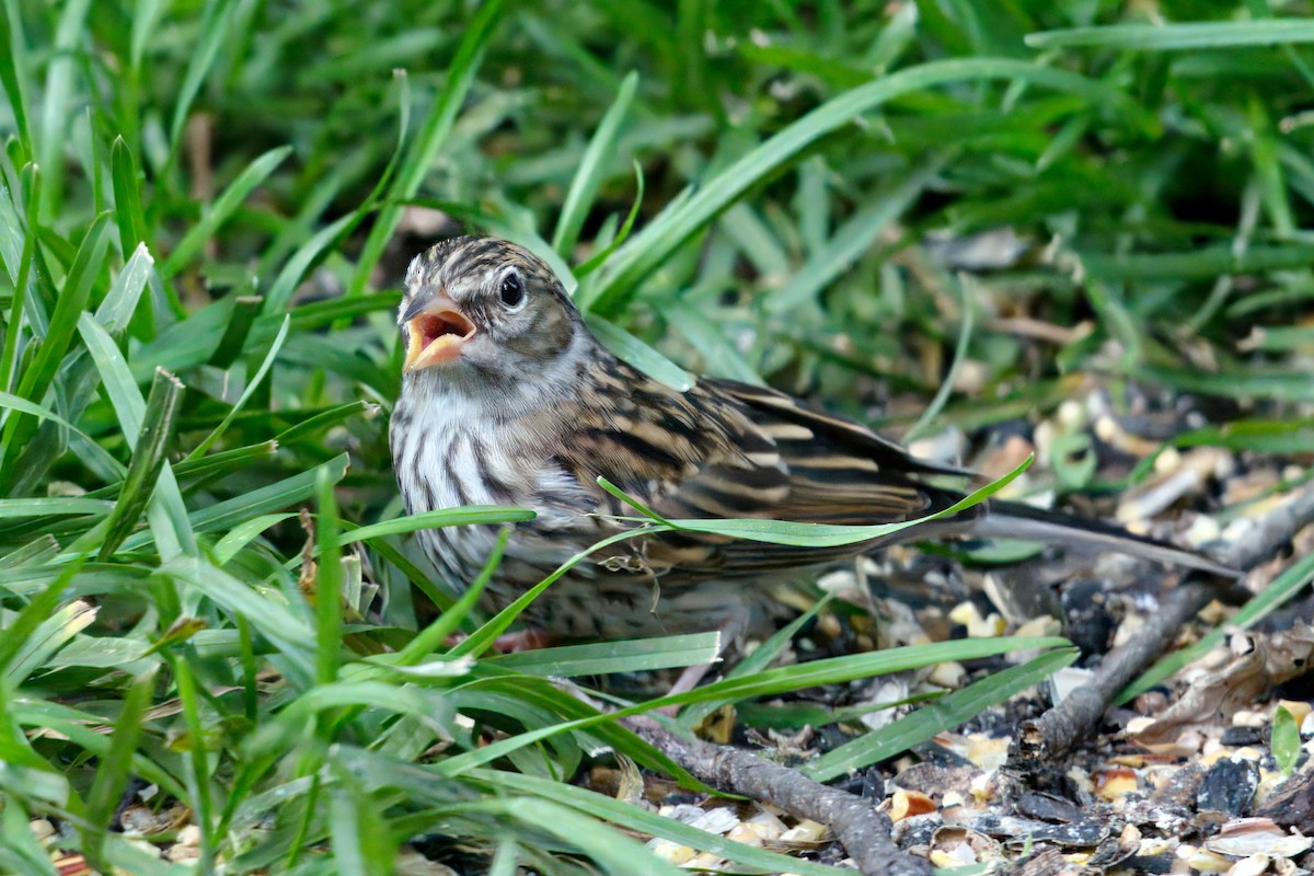Chipping Sparrow - ML621109688
