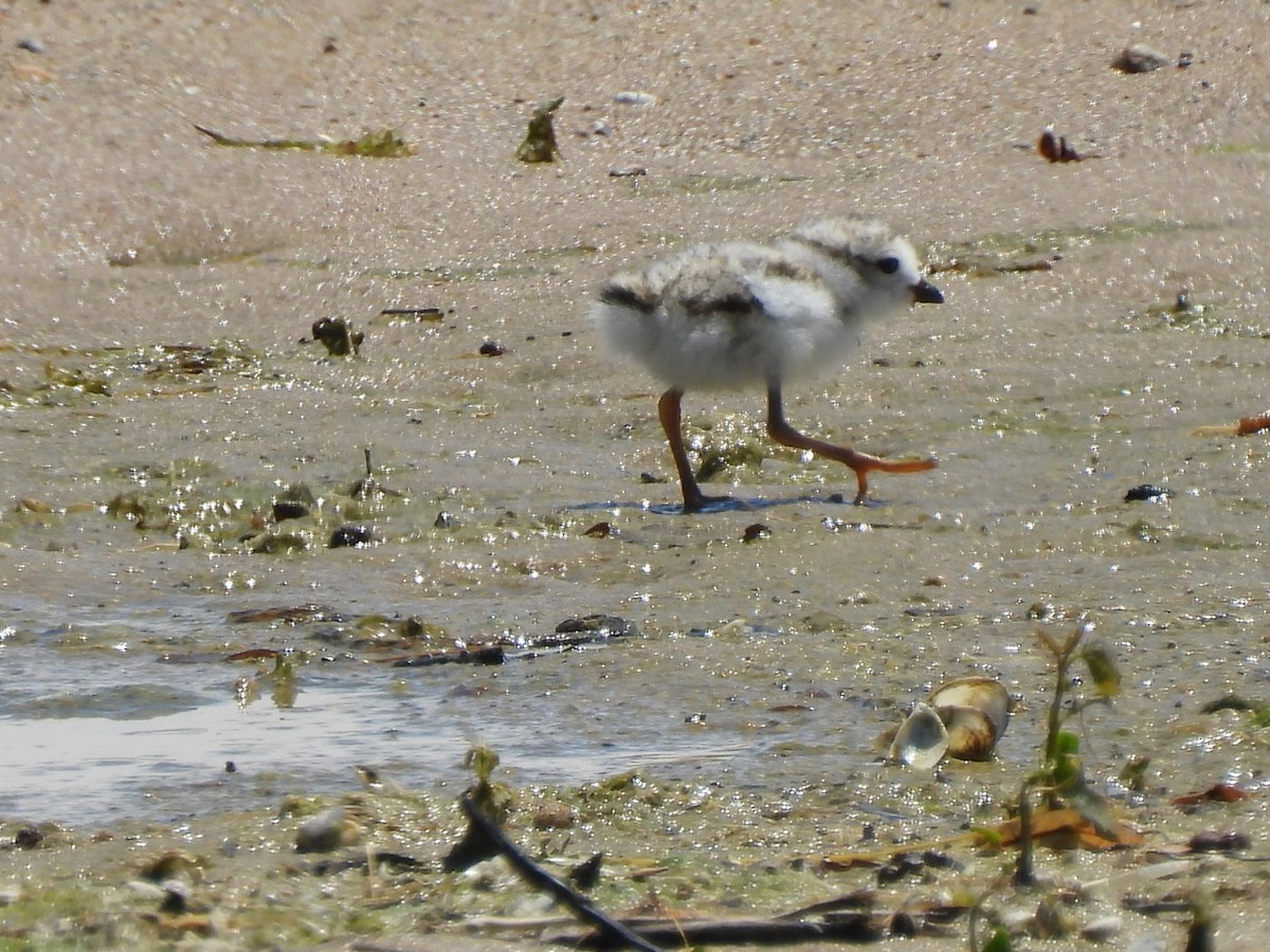 Piping Plover - ML621109696
