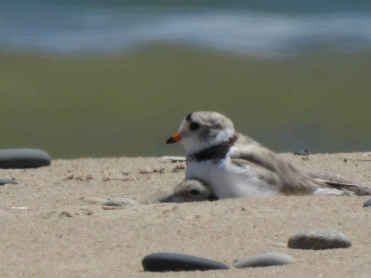 Piping Plover - ML621109697