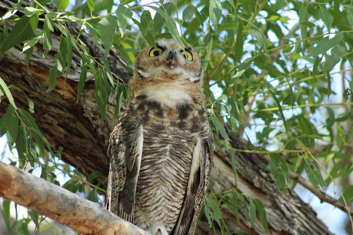 Great Horned Owl - ML621109722