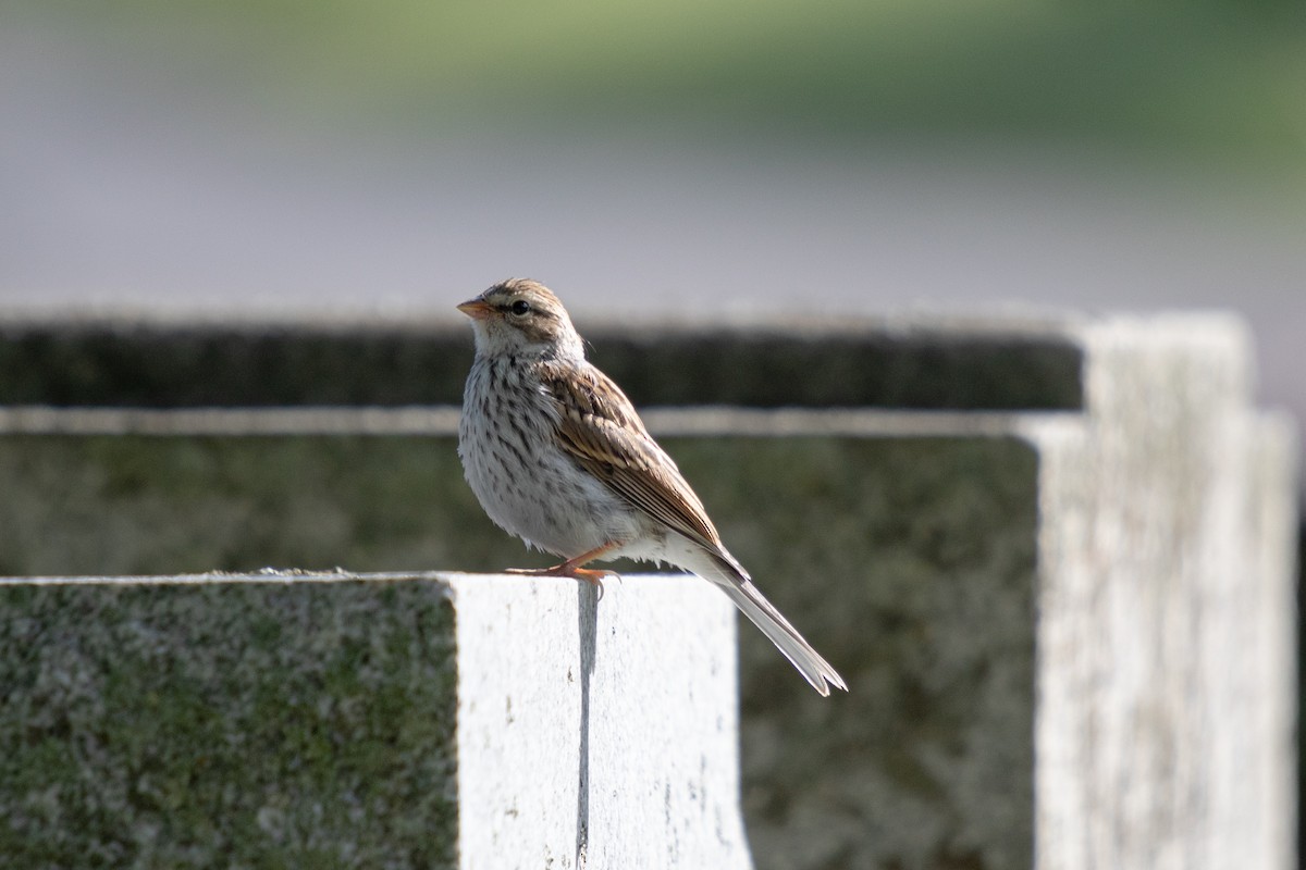 Chipping Sparrow - ML621109725
