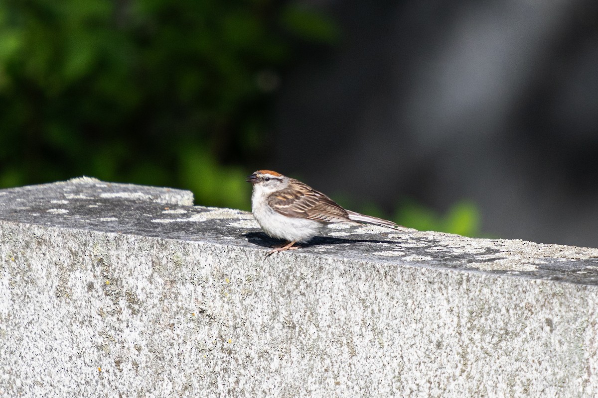 Chipping Sparrow - ML621109726