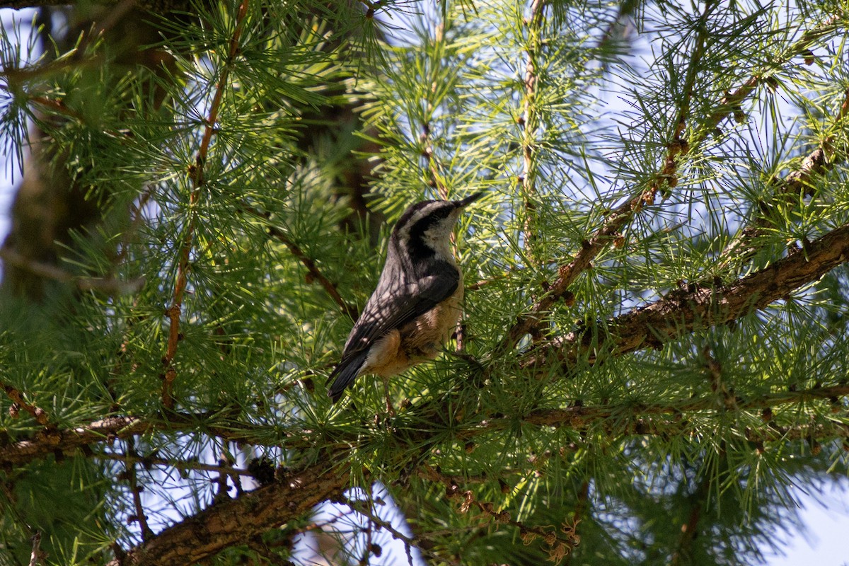 Red-breasted Nuthatch - ML621109727