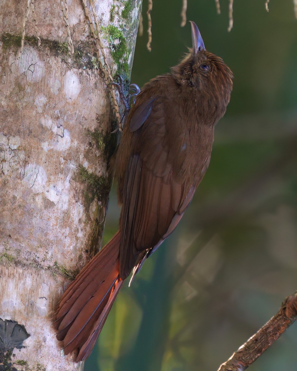 Plain-winged Woodcreeper - ML621109748